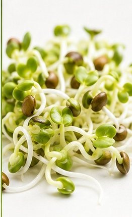 Brotos recém-germinados, com semente e radícula visíveis.