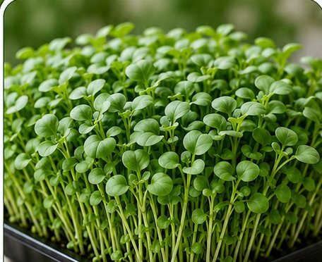 Microverdes de agrião.