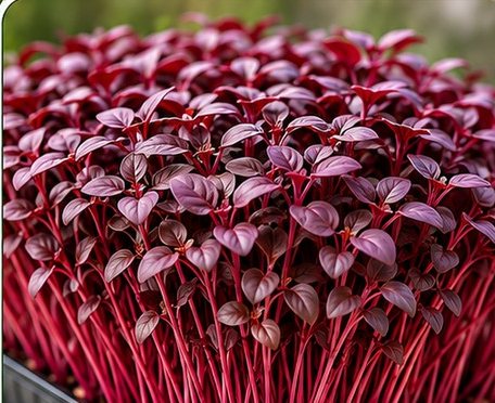 Microverdes de amaranto vermelho garnet.