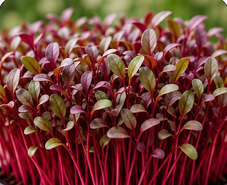 Microverdes de beterraba com caules vermelho-vivo.