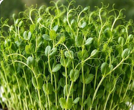 Microverdes de ervilha com gavinhas.