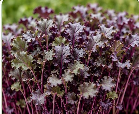 Microverdes de kale vermelha.