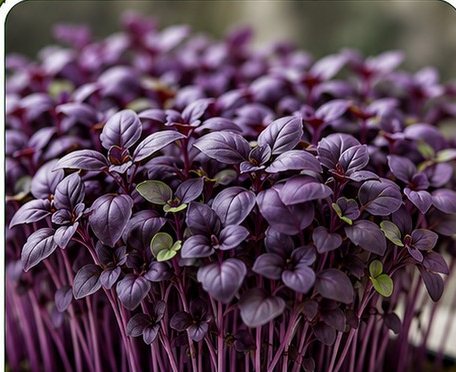 Microverdes de manjericão roxo dark opal.