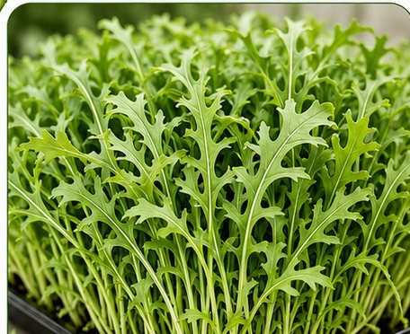 Microverdes de mizuna.