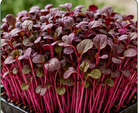 Microverdes de rabanete ruby, inteiramente vermelhos.