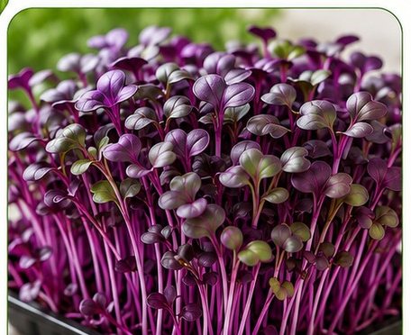Microverdes de repolho roxo com caules violeta.