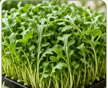 Microverdes de rúcula.